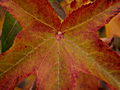 Liquidambar styraciflua IMG_1367 Ambrowiec amerykański